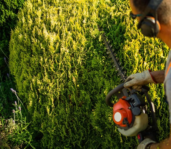 Servicios de jardinería en Ourense